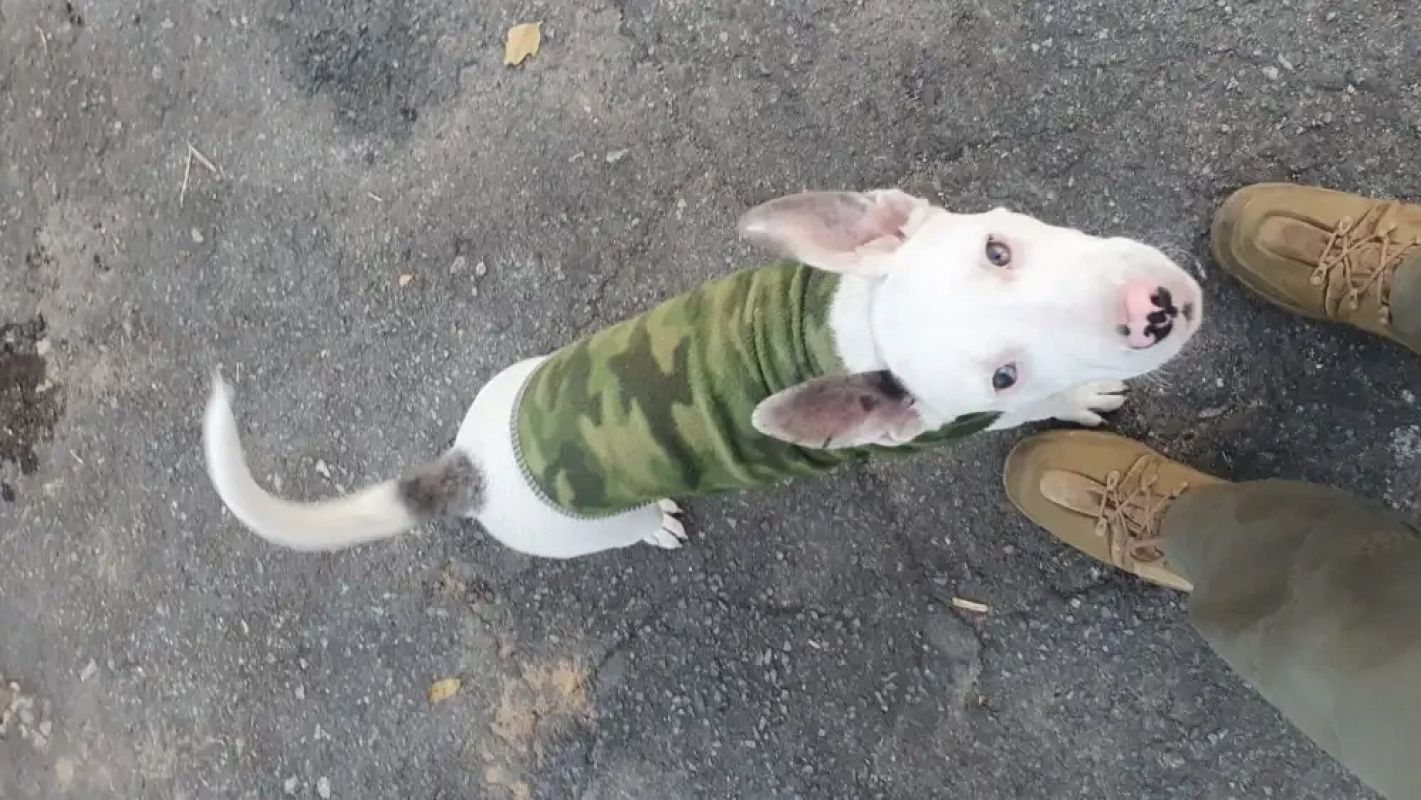 Mulher é presa em MG após agredir filhote de pitbull em praça pública
