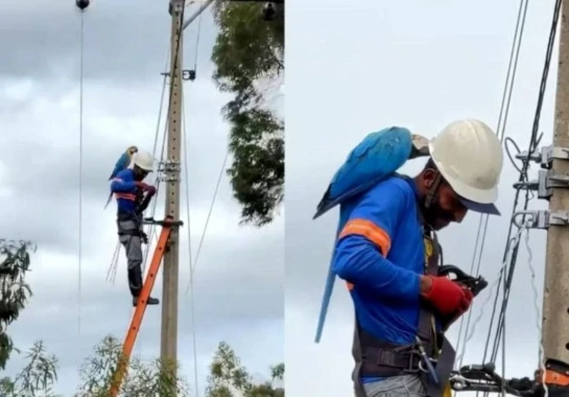 Arara pousa em ombro de técnico durante trabalho e cena viraliza com milhões de visualizações