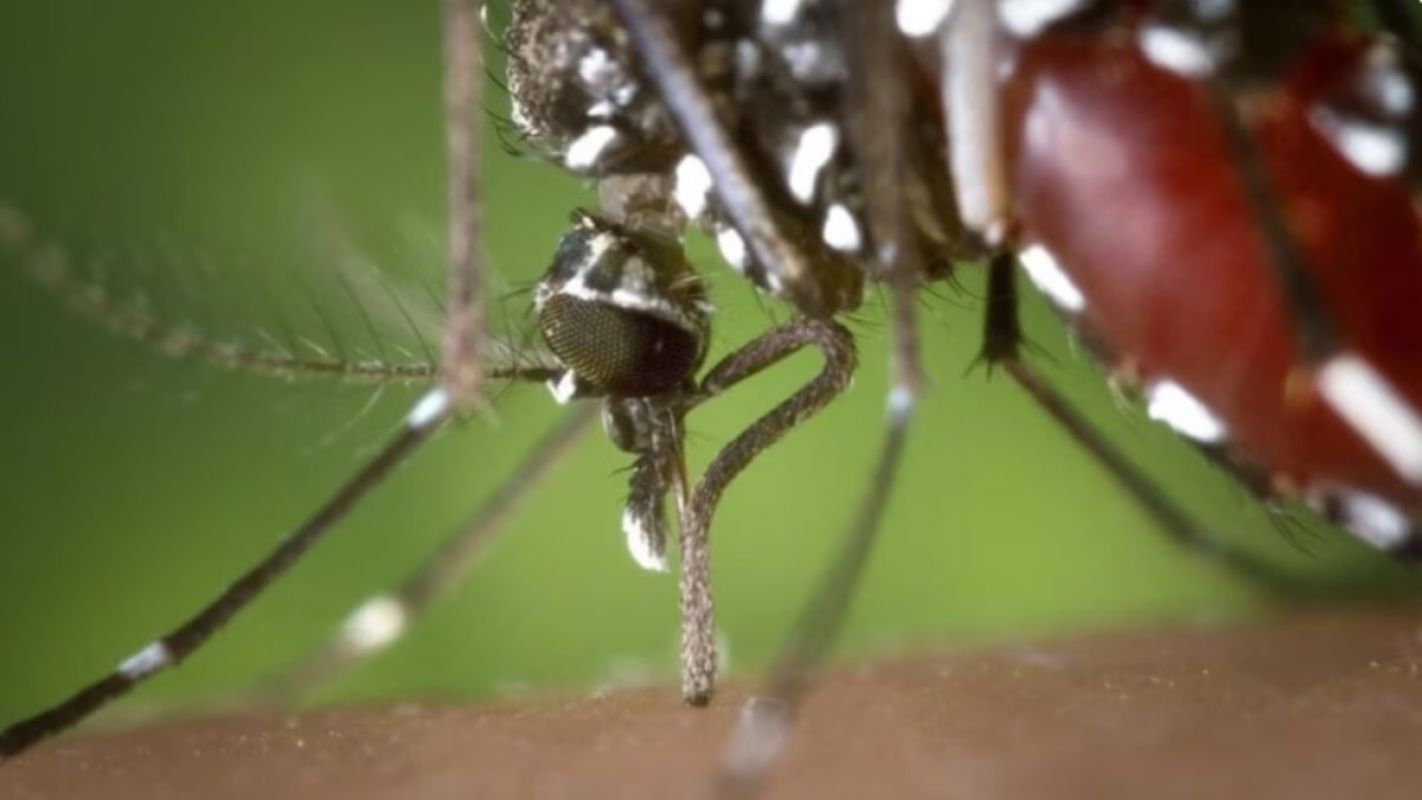 Anvisa aprova primeira vacina brasileira de dose única contra a dengue para pessoas de 2 a 59 anos