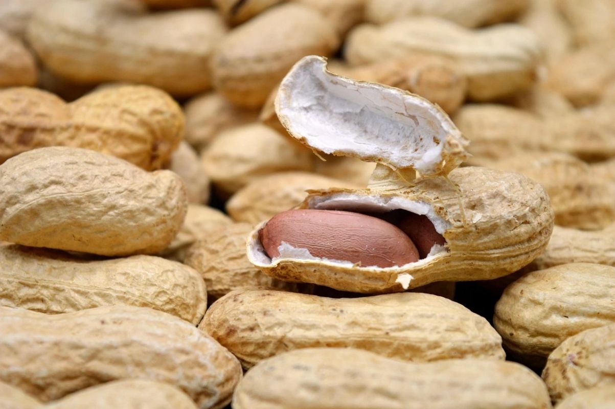 Amendoim: aliado da saúde, auxilia na prevenção e no controle de doenças
