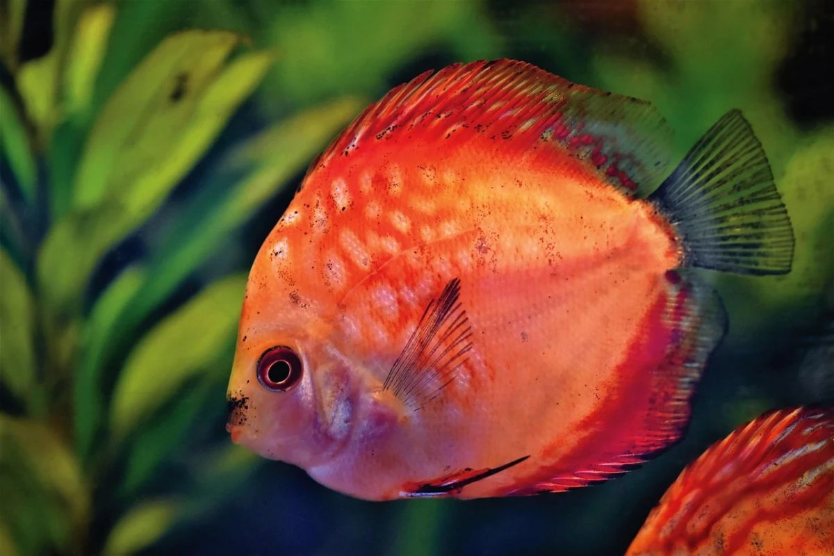 Exportação de peixes ornamentais ao Uruguai é liberada