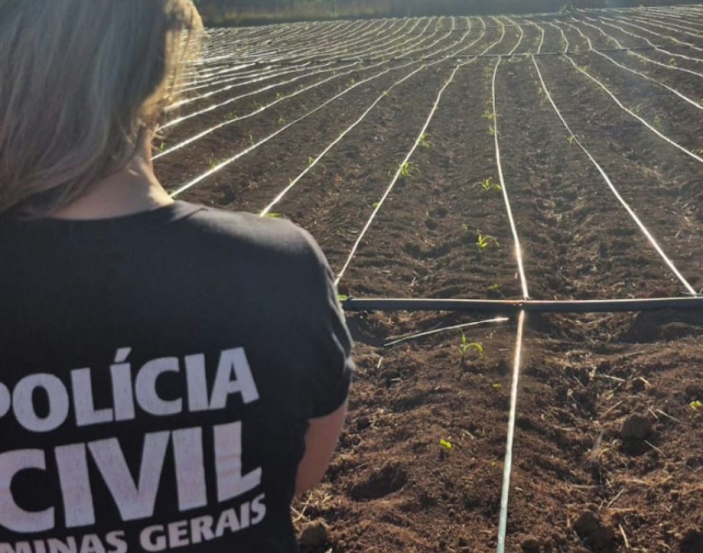 Polícia Civil localiza 4º ponto de plantio ilegal de cannabis na zona rural de Unaí