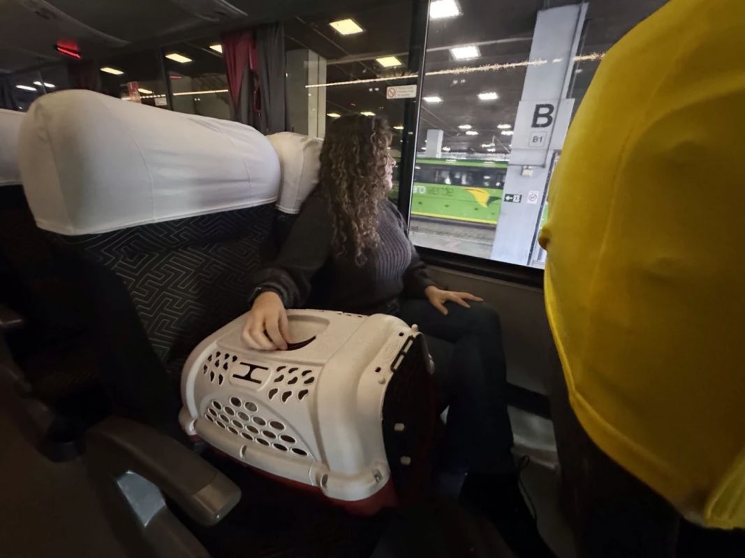 Minas libera viagens com pets em ônibus intermunicipais a partir de sexta-feira
