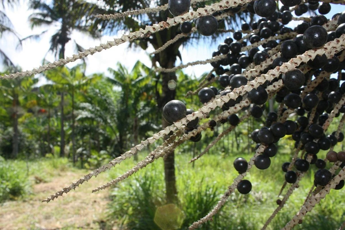 Açaí brasileiro conquista espaço e abre portas no mercado chinês