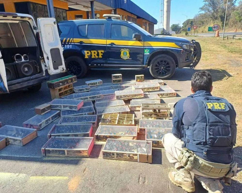 Carga ilegal com 1.400 aves silvestres é interceptada pela PRF em Minas