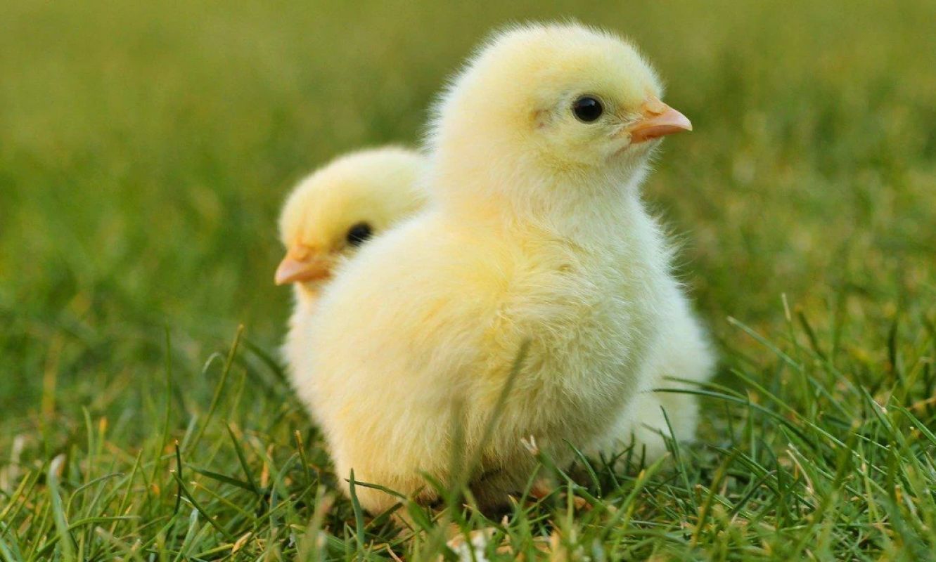 Projeto tenta proibir trituração de pintinhos vivos no Brasil