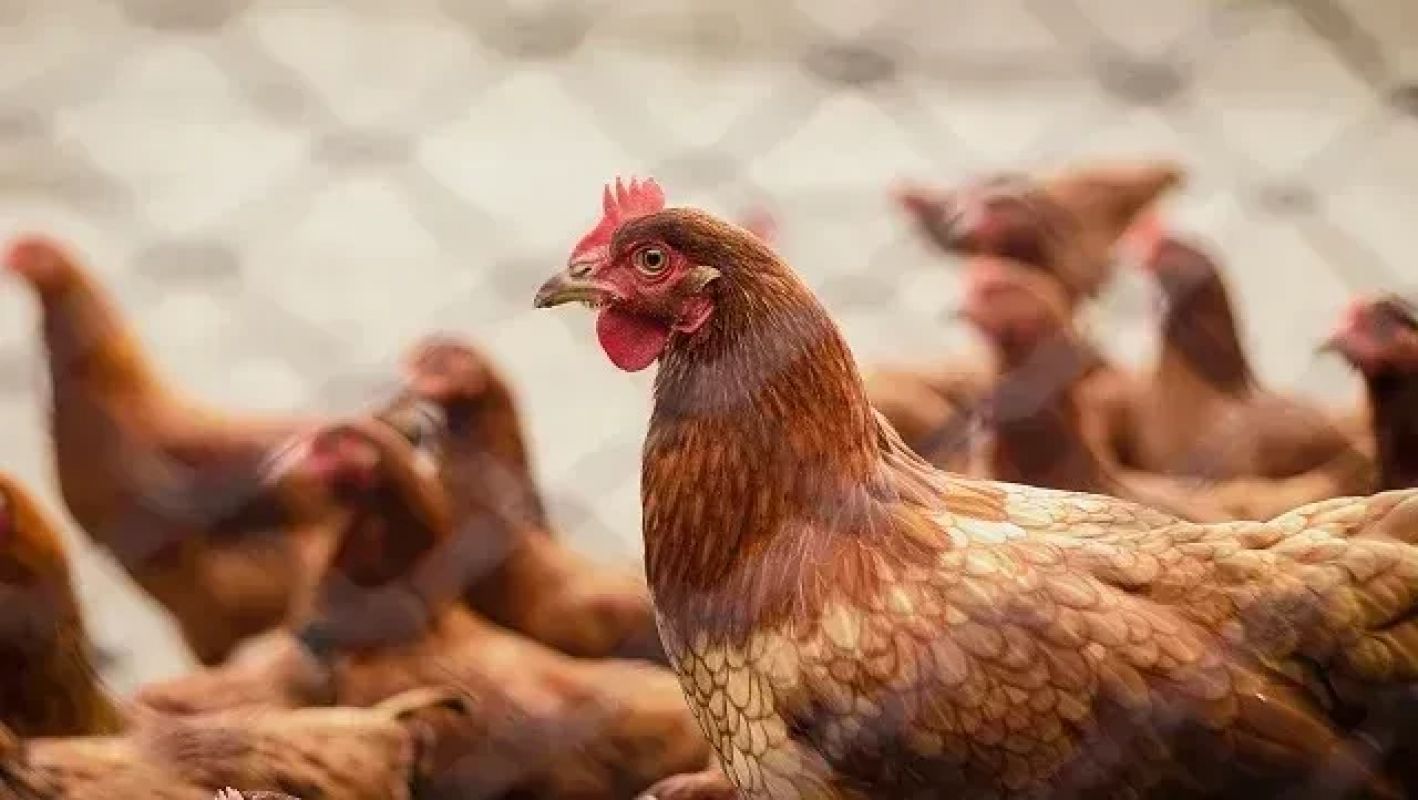 Gripe aviária é confirmada em sítio de Minas Gerais