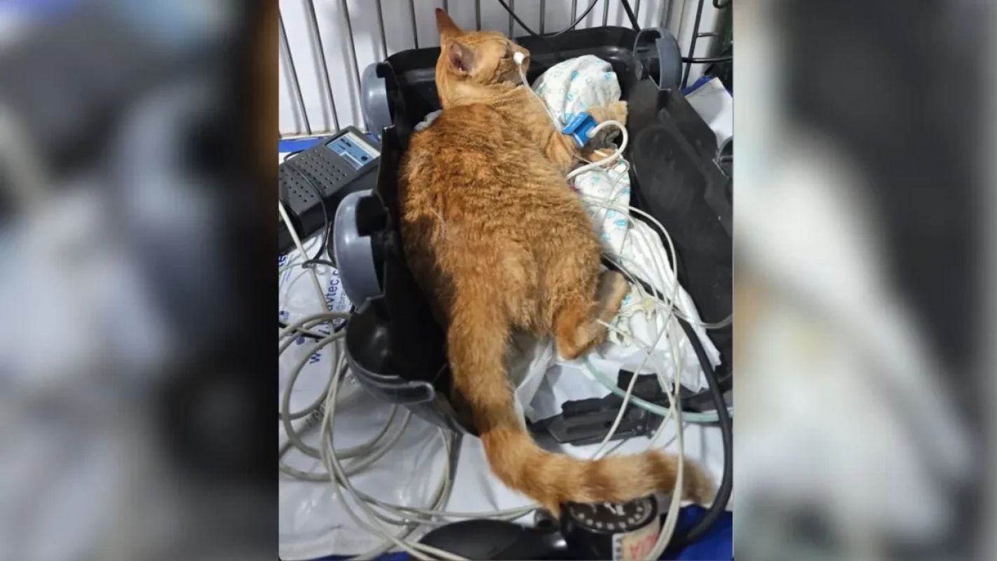 Por maus-tratos, ex-funcionária é indiciada após envenenar 10 gatos em MG