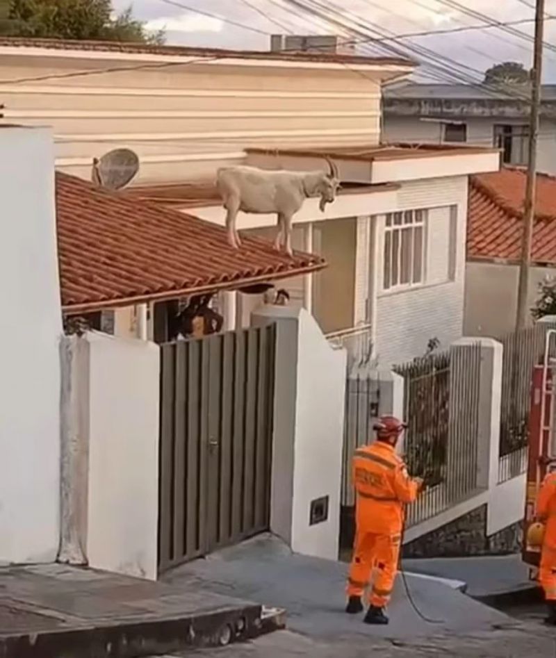 Cena inusitada: bode é encontrado no telhado e resgatado por bombeiros em MG