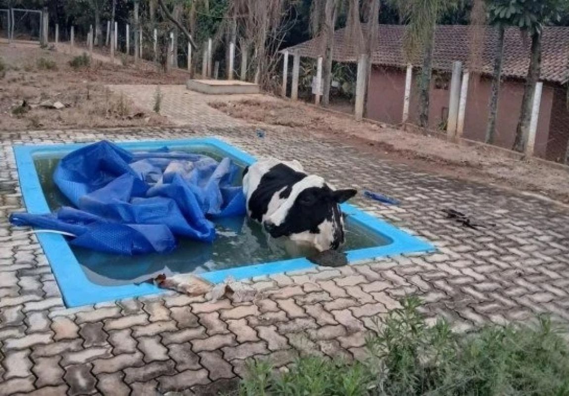 Bombeiros resgatam vaca que caiu em piscina no Sul de Minas