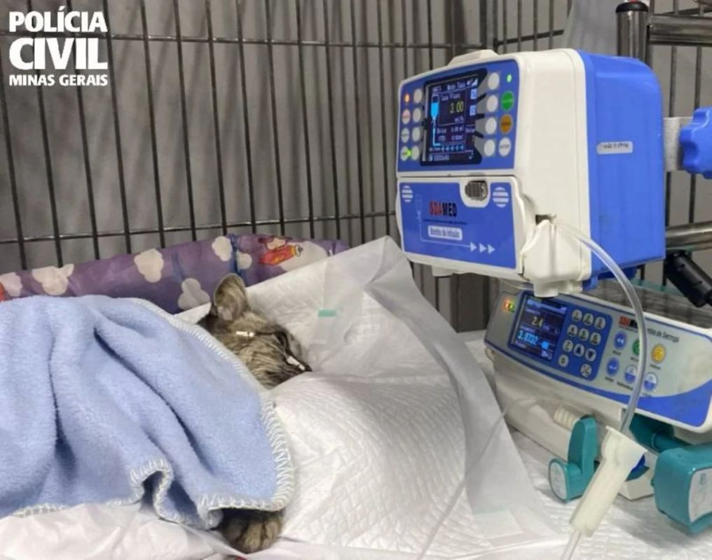Indiciado idoso que matou gata por asfixia no interior de Minas
