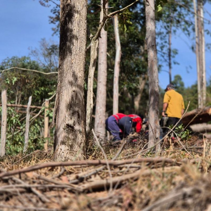 Trabalhador rural é atingido por tora de eucalipto e resgatado no Prata