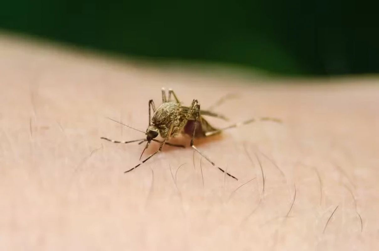 Brasil enfrenta surto de febre amarela com 47 mortes em 2025