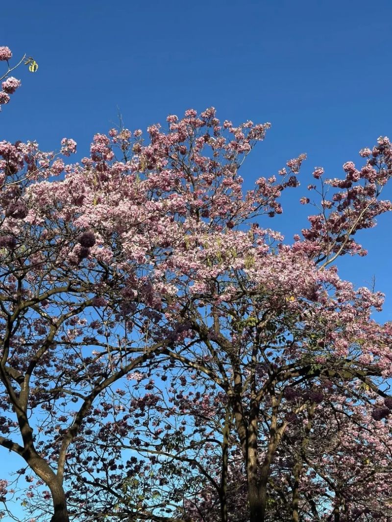 Ipês floridos encantam moradores e colorem Ipatinga na primavera