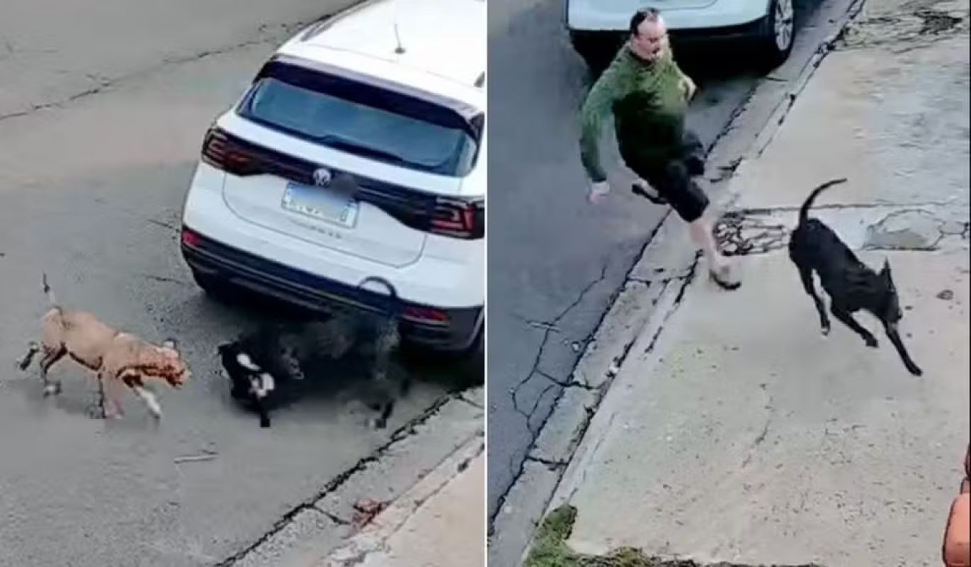 Cachorrinha vira-lata é atacada por pitbulls durante passeio