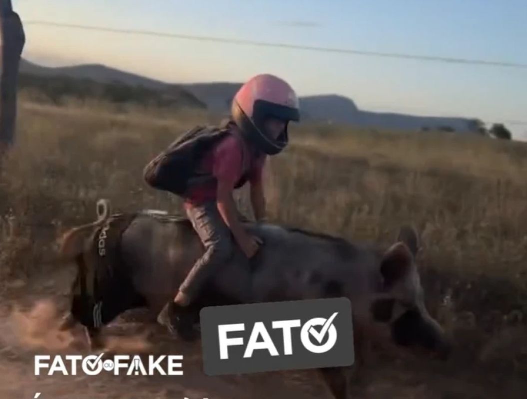  Vídeo de menino montado em porca é real e foi gravado no sertão de Alagoas