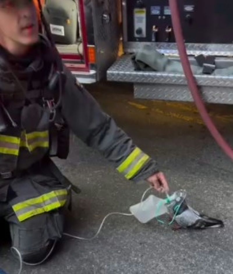 Bombeiro usa máscara de oxigênio para socorrer pombo após incêndio na Califórnia