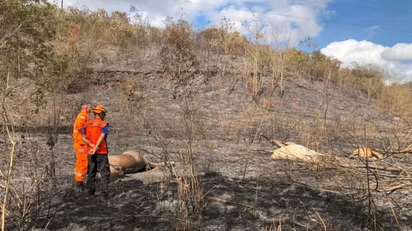 Cavalos morrem eletrocutados após incêndio comprometer rede elétrica em Timóteo