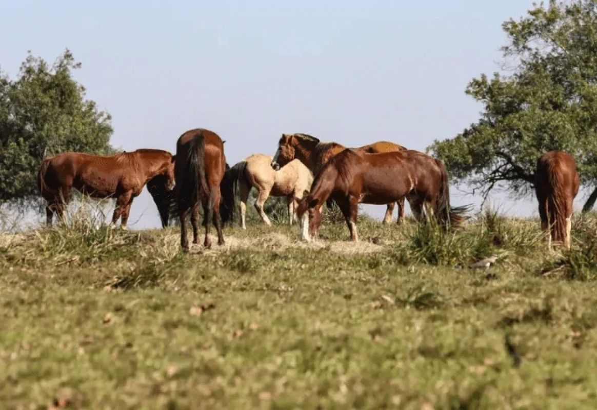 Fiocruz confirma 3 casos de encefalite equina venezuelana no Amazonas