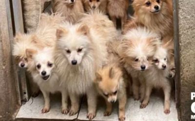 PCMG resgata 26 cães lulu da Pomerânia em casa na Sagrada Família após denúncia de canil clandestino