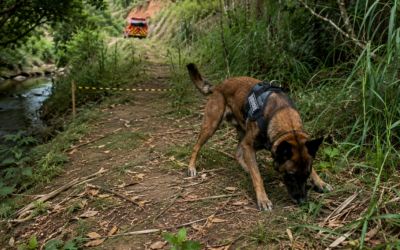 Buscas com cão farejador por bebê desaparecido terminam sem resultados em Ipatinga