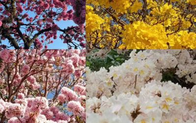 BH inicia temporada de floração de ipês; capital tem 24 mil exemplares