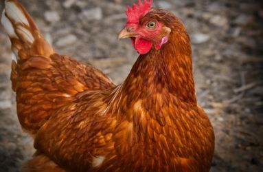 Gripe aviária: Brasil confirma quatro focos ativos em aves silvestres e domésticas