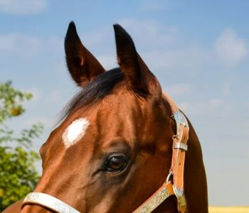 Mortes de cavalos por ração contaminada chegam a 284 e governo endurece medidas