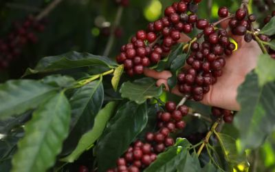  Do Vale do Jequitinhonha para o mundo: Selo reconhece origem, tradição e qualidade do café da Chapada de Minas