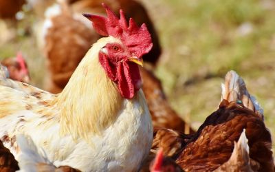 Frango brasileiro volta a ser importado após controle da gripe aviária