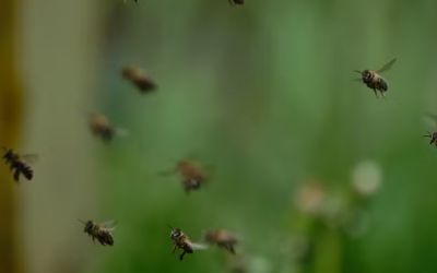 Enxame de abelhas provoca morte e fecha estrada em cidade do Vale do Jequitinhonha