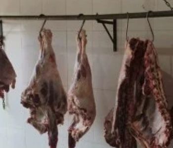Abatedouro clandestino é descoberto em MG com animais mortos de forma cruel