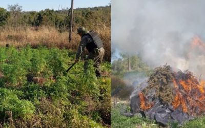 Brasil e Paraguai destroem mais de mil toneladas de maconha em megaoperação