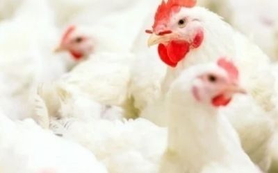 Retomadas exportações de carne de frango brasileira para Peru, Jordânia e Hong Kong