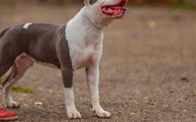 Empresa de adestramento é condenada após morte de cachorro sob seus cuidados no DF