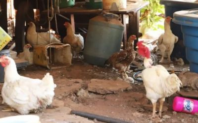 Gripe aviária é detectada em aves domésticas na Grande SP