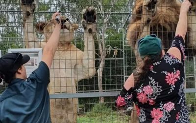 Leoa ataca mulher e arranca braço em zoológico na Austrália