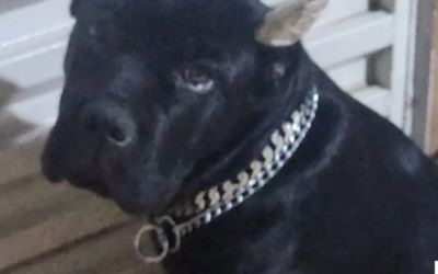 Influenciador é indiciado por mutilar cães e permitir ataque a ave em MG