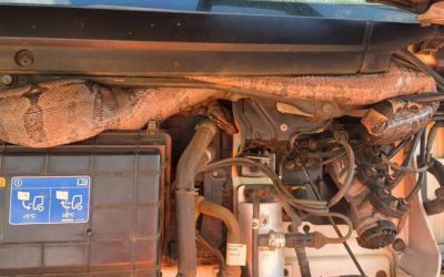 Jiboia de dois metros é retirada do motor de carreta bitrem em Unaí, em MG