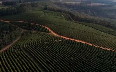 Cafés da Chapada de Minas conquistam selo de Indicação Geográfica