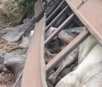 Carreta carregada com gado tomba na estrada entre Rio Casca e Abre Campo e deixa animais mortos