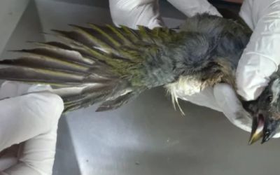 Em MG, aves traficadas passam por reabilitação e retornam à natureza