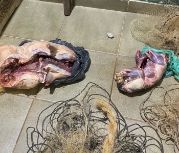 Polícia Ambiental apreende caça abatida e materiais ilegais na zona rural de Bugre