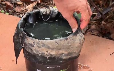 UnB usa estação com larvicida e reduz em até 75% presença de Aedes aegypti