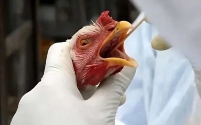 Cientista alerta: gripe aviária pode superar a Covid em gravidade