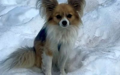 Após queda em geleira, homem é salvo com ajuda de seu chihuahua