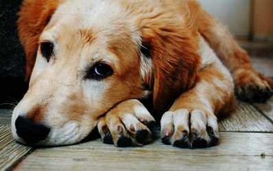 Mulher tenta pensão para cachorro após divórcio e perde no TJ-SP