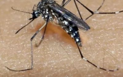 Ipatinga registra primeira morte por Chikungunya em 2025