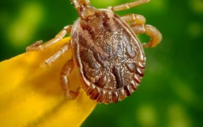 Febre maculosa faz mais uma vítima fatal em Minas Gerais