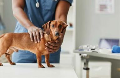 Santana do Paraíso inicia cronograma de castração gratuita para cães e gatos